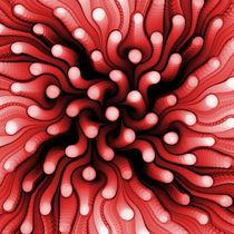 Red Sea Anemone by Anastasiya Malakhova