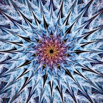 Sea Urchin von Anastasiya Malakhova