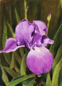 Single Iris von Anastasiya Malakhova