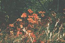 Autumn Colors 2 von Dan Richards