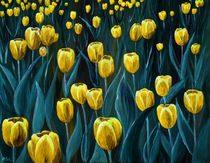 Yellow Tulip Field by Anastasiya Malakhova