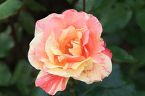 Rose Fruité  by minnewater