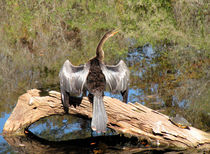 Anhinga with Silver Feathers by Rosalie Scanlon