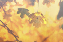 Goldener Herbst von Tanja Riedel