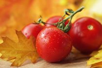 Reife Zeit für Tomaten von Tanja Riedel