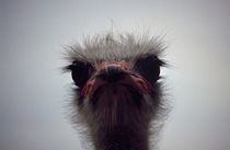 Ostrich, The Sharp End von Rod Johnson