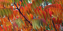 Blätter des Essigbaum (rhus typhina) im Herbst, leaves of staghorn sumac in autumn, indian summer von Dagmar Laimgruber
