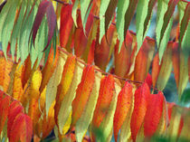 Blätter des Essigbaumes im Herbst(digitale Nachbearbeitung  (Leaves of staghorn sumac in autumn)indian summer von Dagmar Laimgruber