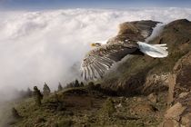 Freiheit - majestätischer Weißkopfseeadler von Stephan Zaun