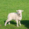 Lamb-sheep