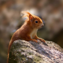 Squirrel, Eichhörnchen by Sabine Radtke