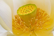 Lotusblüte by foto-m-design