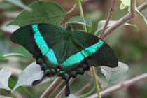 Papilio palinurus by foto-m-design