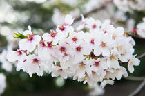 Cherry blossom  by holka