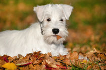 White Miniature Schnauzer puppy by holka