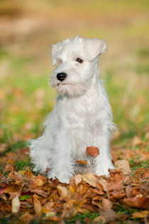 White Miniature Schnauzer puppy von holka