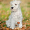 'White Miniature Schnauzer puppy' von holka