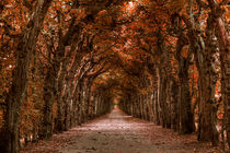 Herbstlich by foto-m-design
