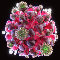 Beautiful World - Koralle - Blume by Anil Kohli
