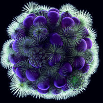 Beautiful World 3 - Koralle - Blume by Anil Kohli