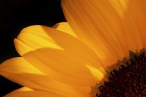 Sonnenblume von Stephan Zaun