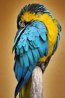 Papagei von Stephan Zaun