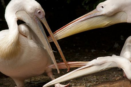 Pelikane-zoo