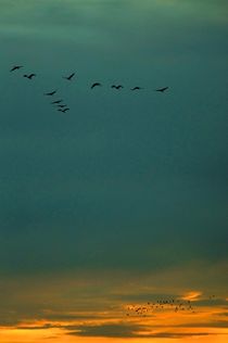flocks against illuminated sky - Schwärme vor beleuchtetem Himmel von mateart