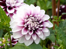 Dahlienblüte im Violett und Weiß by lorenzo-fp
