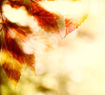 leaves background in Autumn color von Bombaert Patrick
