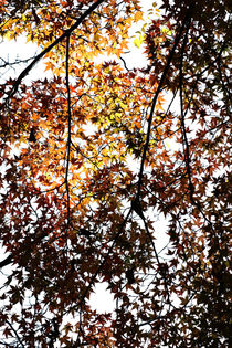 Blätterdach von Bastian  Kienitz