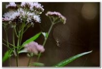 Im Haus der fleißigen Spinne von lilithdavinci