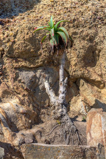 Succulent Growing Thru Rocks by agrofilms