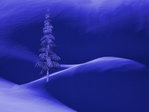 Snow-16213-night