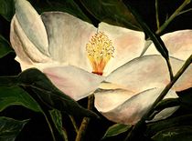 Magnolia flower by Derek McCrea