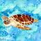 Paintings-of-sea-turtles-large