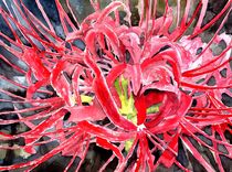 red spider lily flower by Derek McCrea