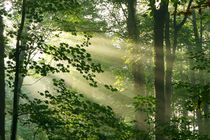 Lichtstrahlen im Wald, Light rays in the forest by Sabine Radtke