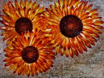 Sonnenblumen von konni