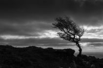 tree and wind by Schoo Flemming