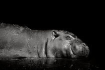 Lazy Hippo by Martin Dzurjanik
