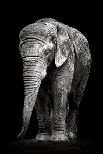 Trauriger Elefant by Martin Dzurjanik