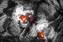 Selective Chestnuts by David Tinsley