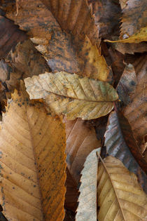 Chestnut Leaves by David Tinsley