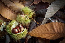Chestnuts and Leaves by David Tinsley