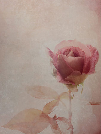 Framed-rose