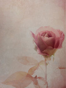 'only a rose' von Franziska Rullert