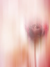 rose abstract von Franziska Rullert