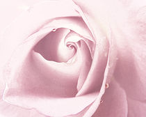 rose with drops von Franziska Rullert