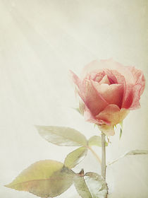 nur eine Rose by Franziska Rullert